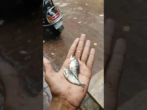 WHAT: ભાવનગર ગામે આકાશમાંથી માછલીઓ પડવા લાગી ? hqdefault