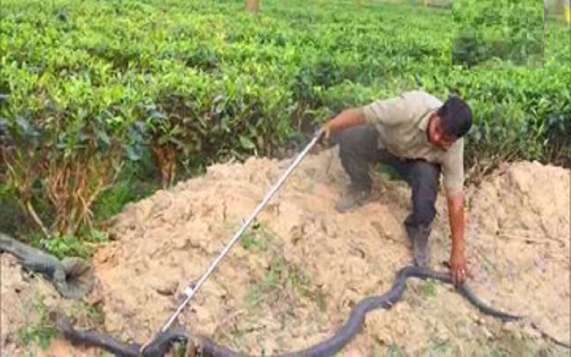 king cobra