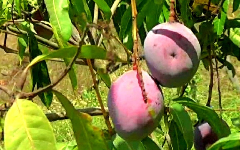 mango junagadh