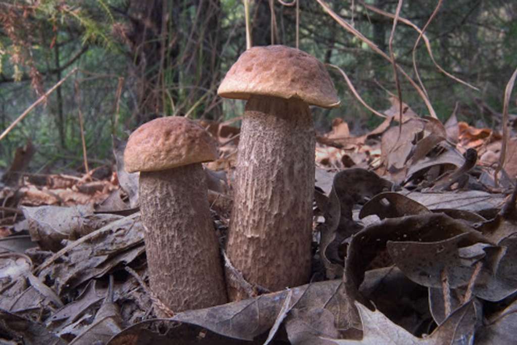 BLACK-FUNGUS: ભારતમાં રોગ ફેલાઈ રહ્યો છે ત્યારે, જો તમે ફંગસ ખાશો તો શું થશે? 10 2