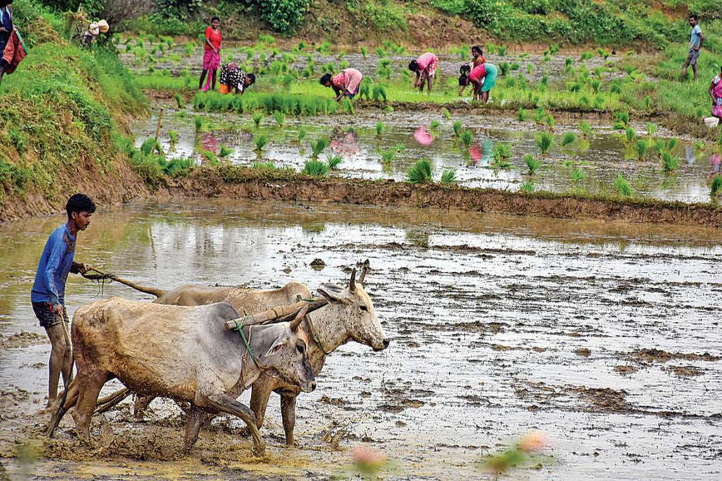 GUJARAT: ખેડૂતોને પ્રમાણિત બિયારણ પુરૃ પાડવામાં બીજ નિગમ નિષ્ફળ 2 15
