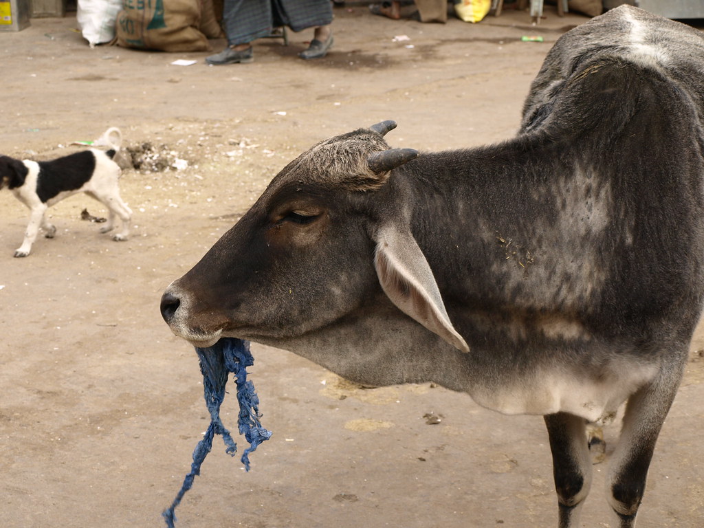 RESEARCH: ઓસ્ટ્રિયાના વૈજ્ઞાનિકોએ ગાયના પેટમાં એવા બેક્ટેરિયા છે જે પ્લાસ્ટિકને પચાવવાની તાકાત રાખે છે 12