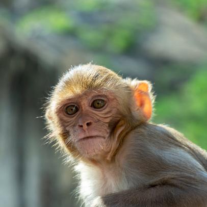 RESEARCH: મનુષ્ય જેવી શારીરિક રચના બનાવવા માટે વાંદરાના જિનોમમાં ફેરફાર 1619849704543