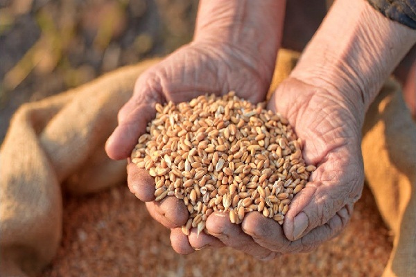Wheat Allergy