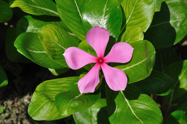 640px Catharanthus roseus 6576