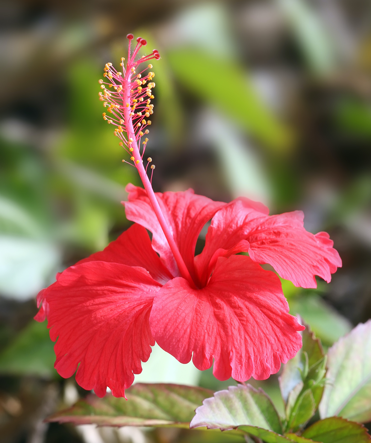 Hibiscus Flower Tz Satya Day