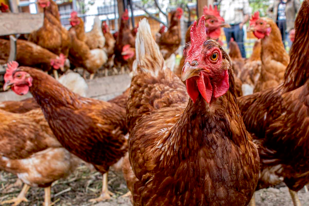 poultry farm