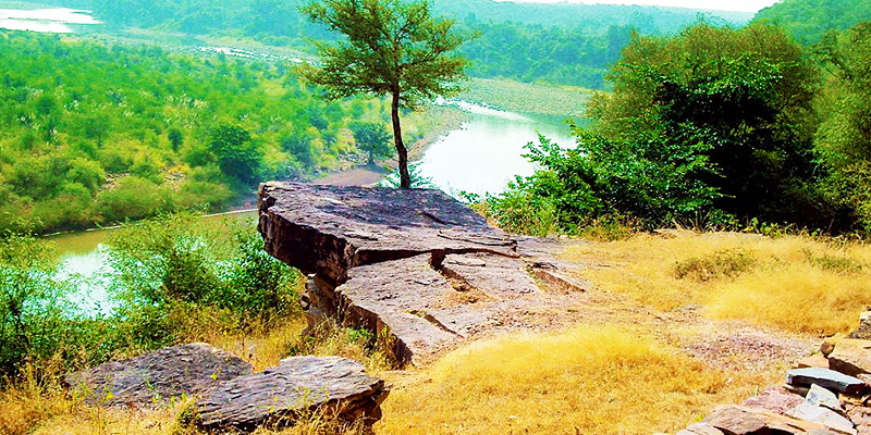 Wild Life Gujarat Satya Day
