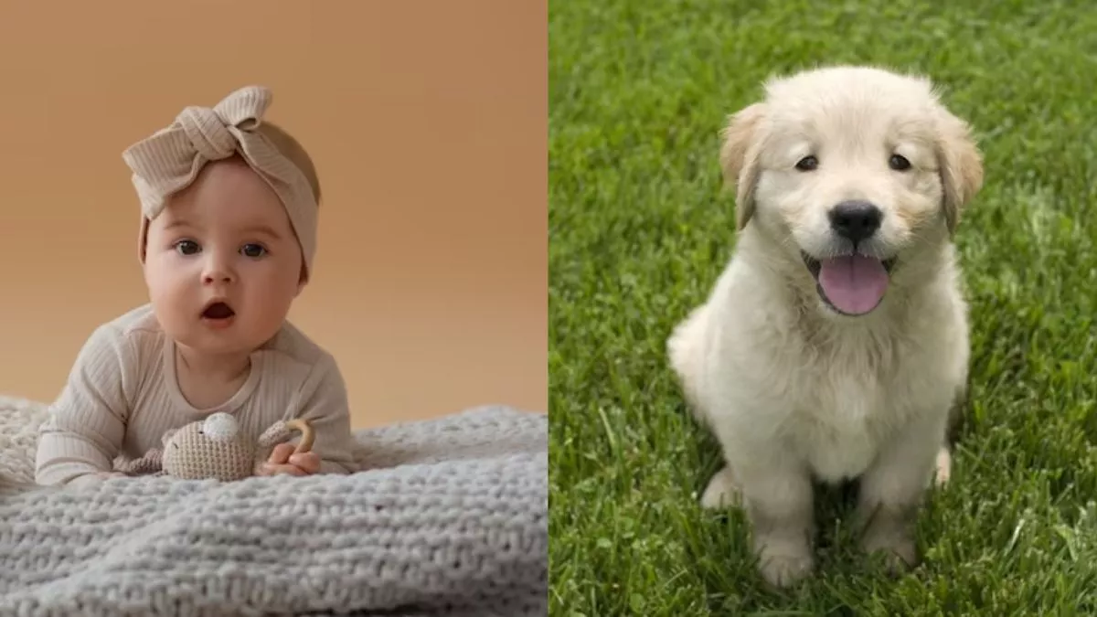 25 10 2023 cute aggression 23564965