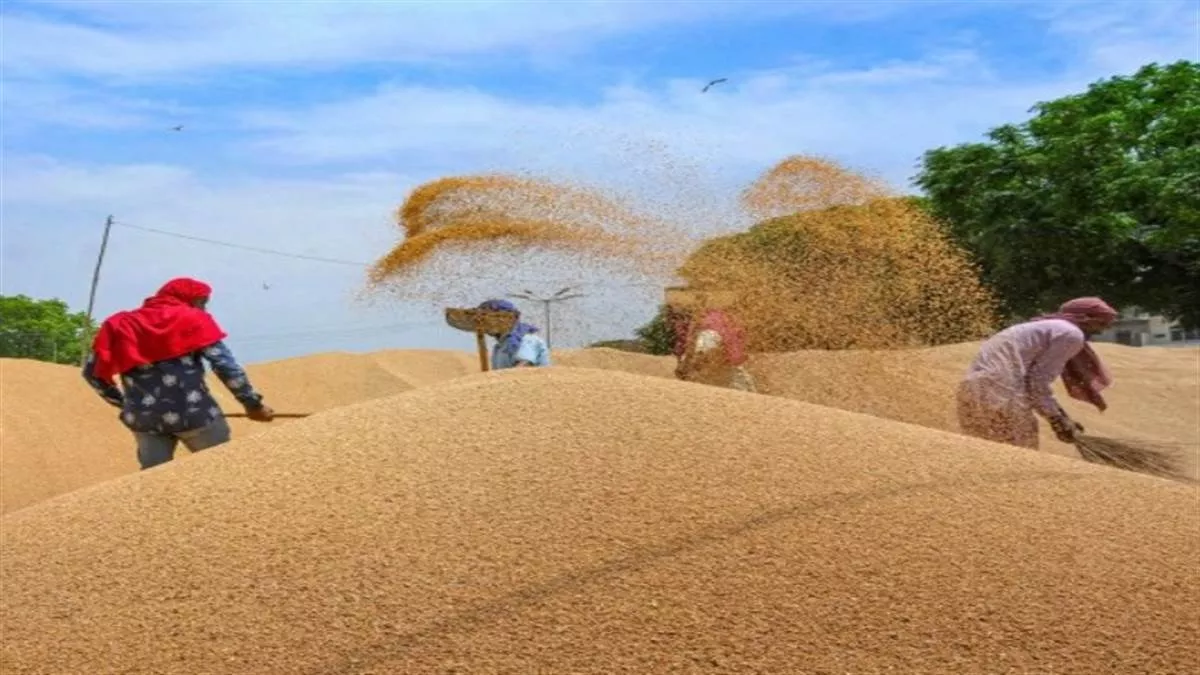 Wheat