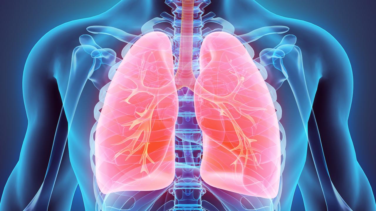 lungs