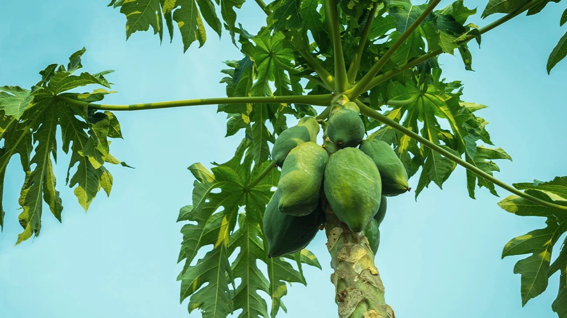 papaya krushi mahiti