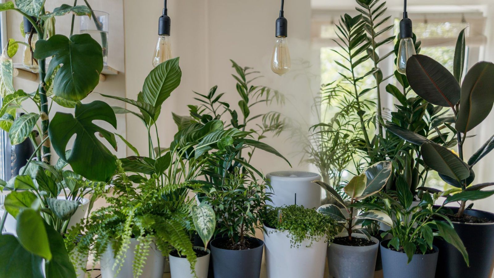 Plants