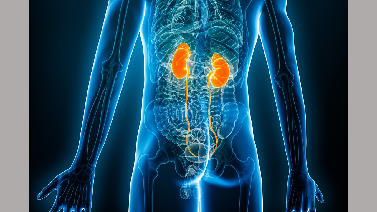 KIDNEY