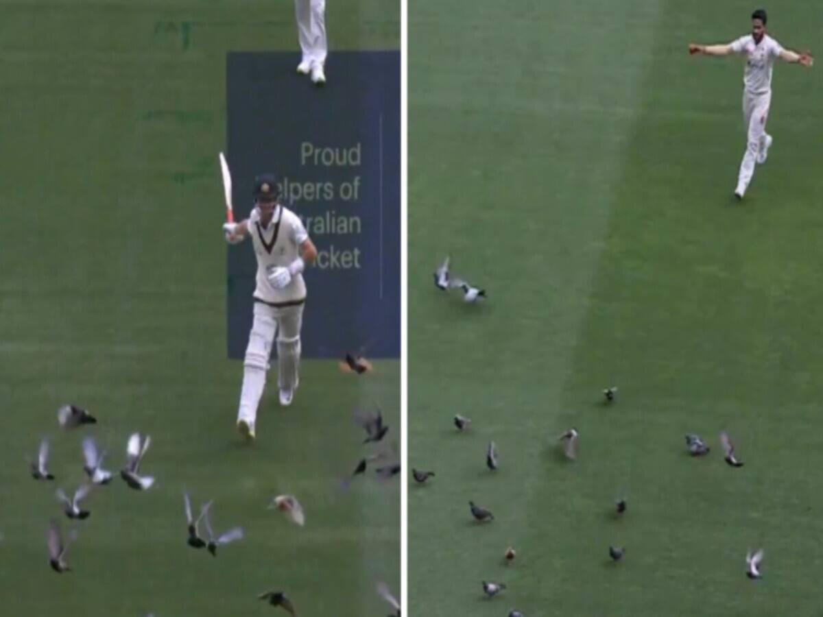 Aus Vs Pak 2Nd Test Pigeons Attack On Melbourne Cricket Ground Marnus Labuschagne And Hasan Ali Chased Them Away Video Satya Day