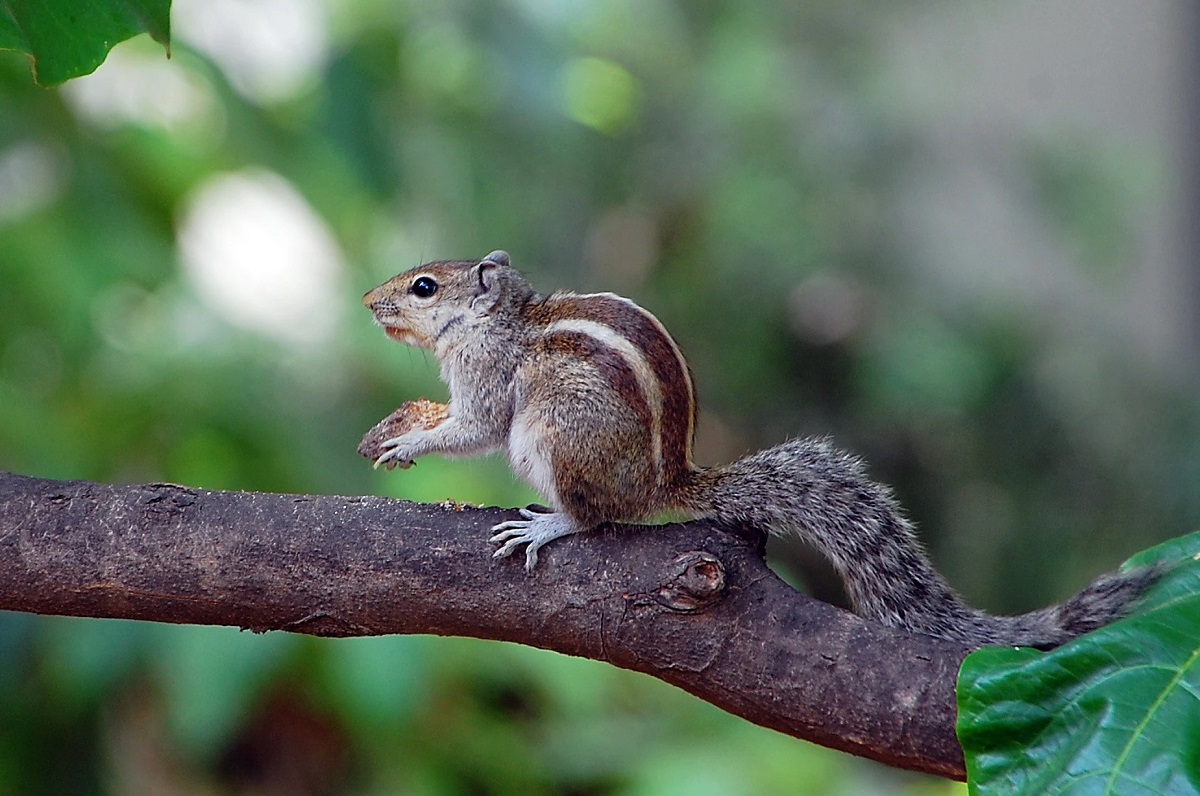 Squirrel
