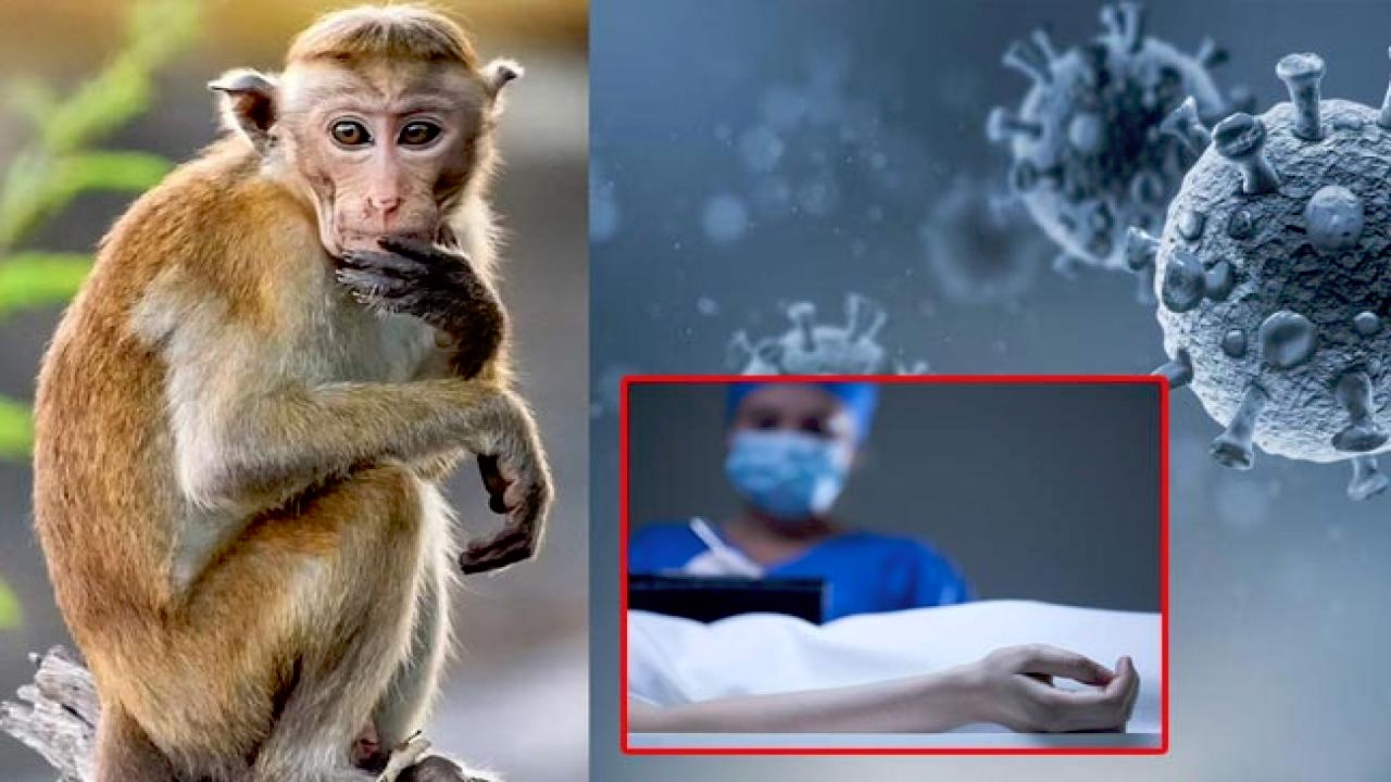 monkey fever