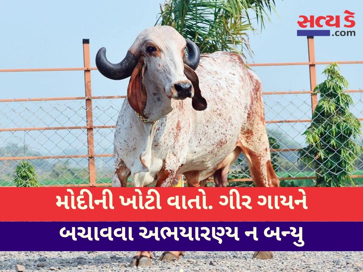 Gir Cow