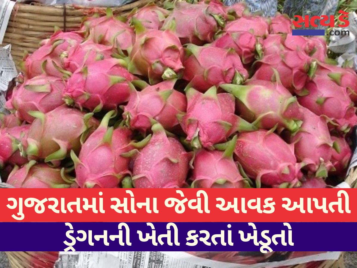 dragon fruit