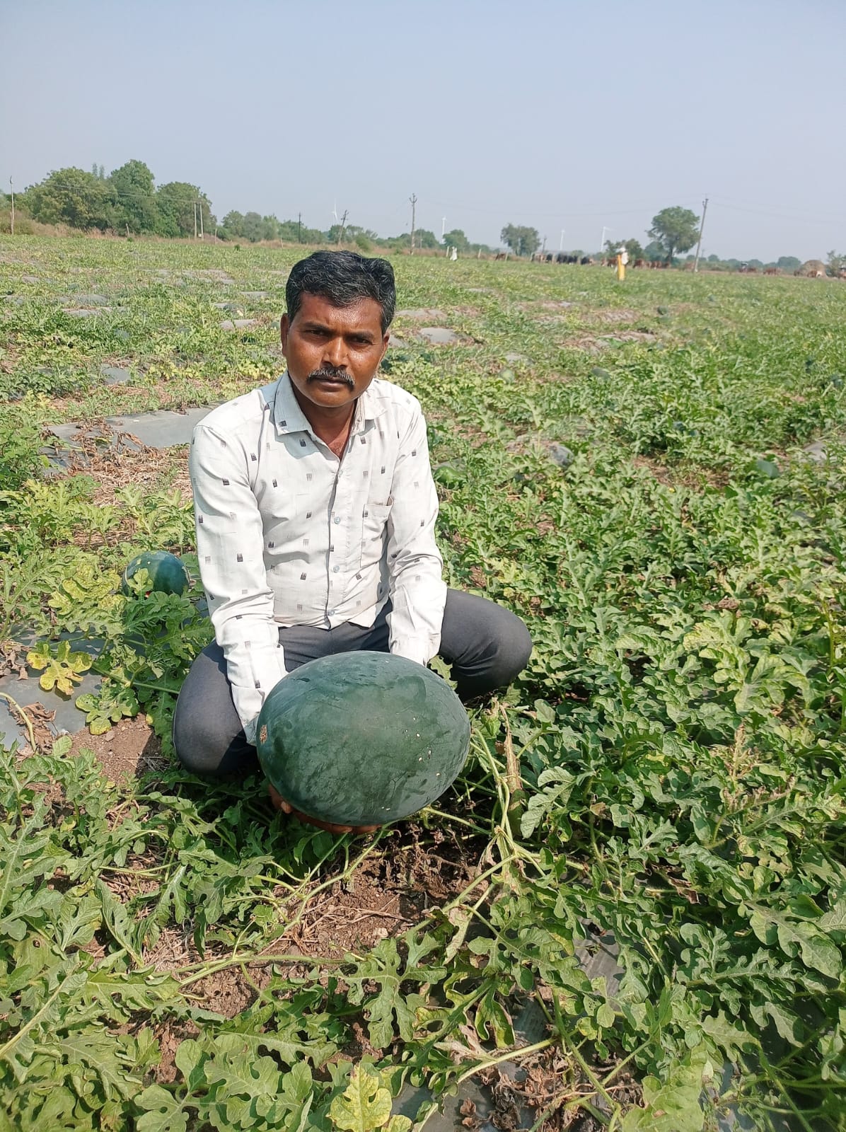 તરૂબૂચની ખેતી