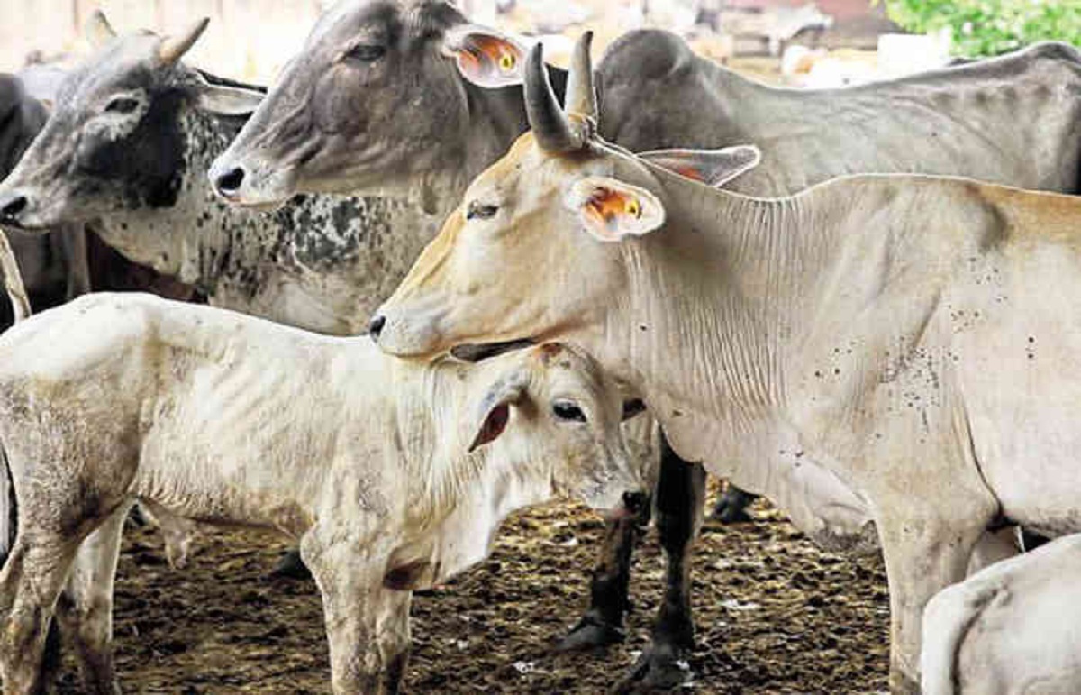 anjar khokhra gaushala.1