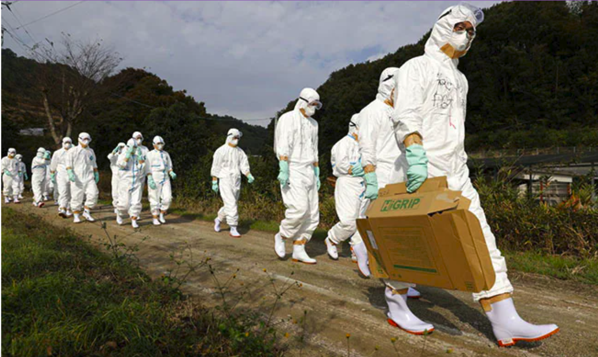 bird flu