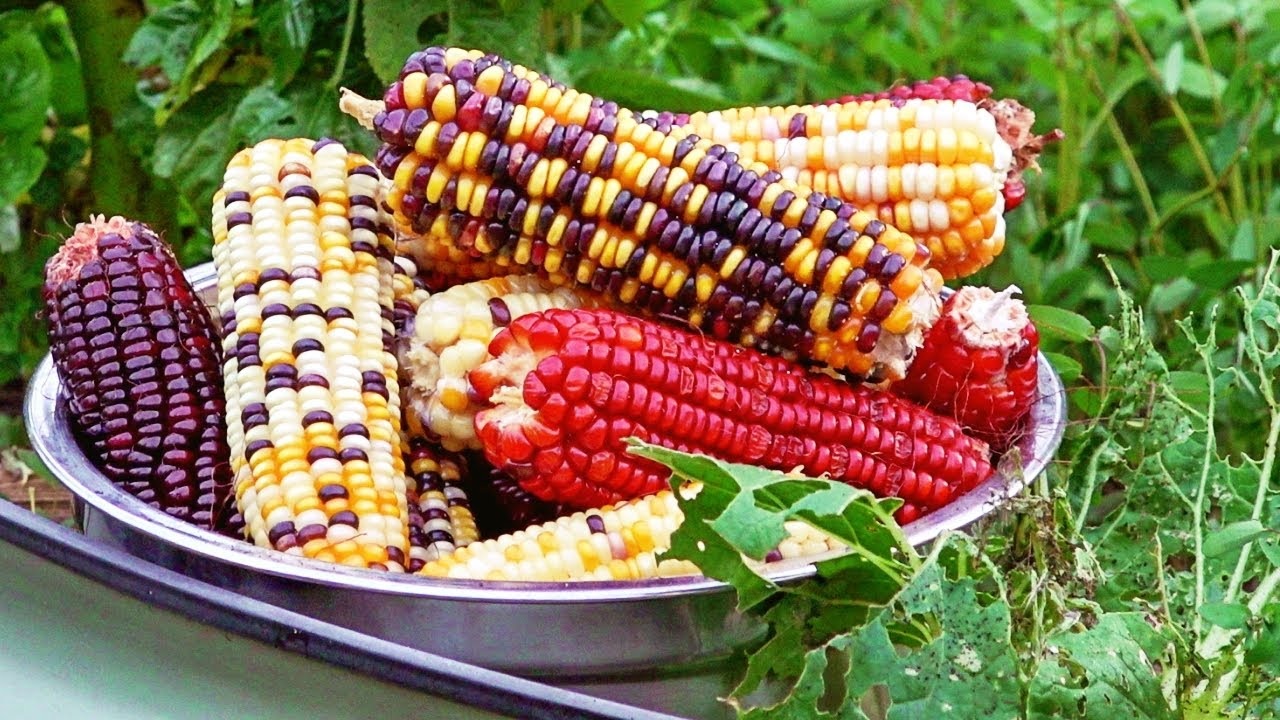 Corn Satya Day