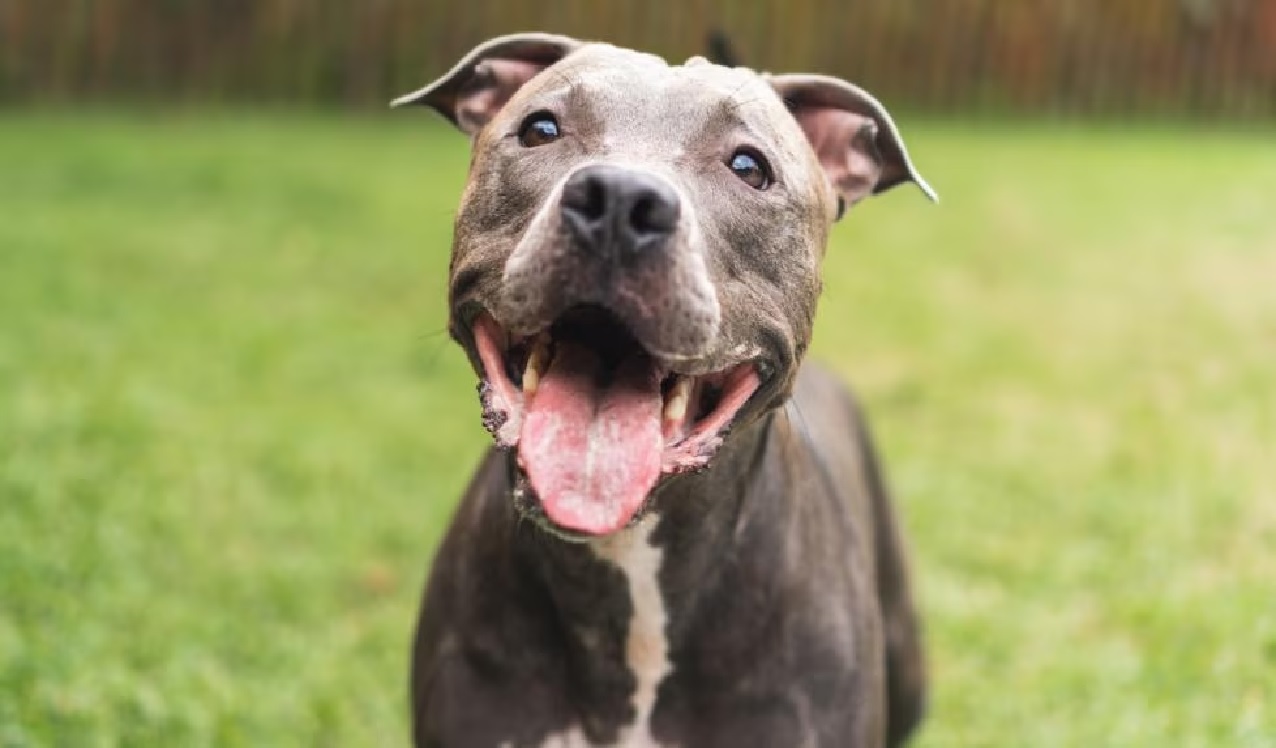 pitbulls1