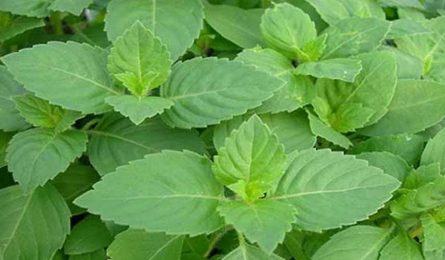 tulsi1