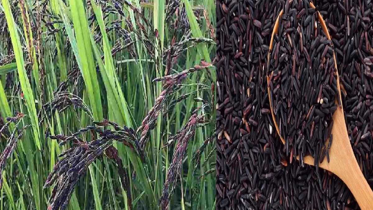 BLACK SALT RICE.1