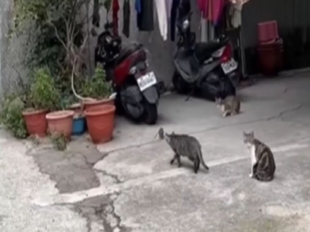 F4uuNlMM viral video news