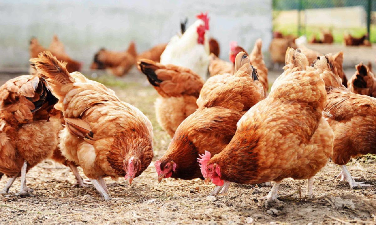 Bird Flu Symptoms
