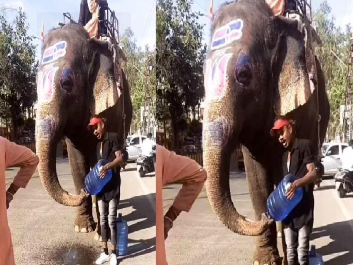 Elephant Video Satya Day