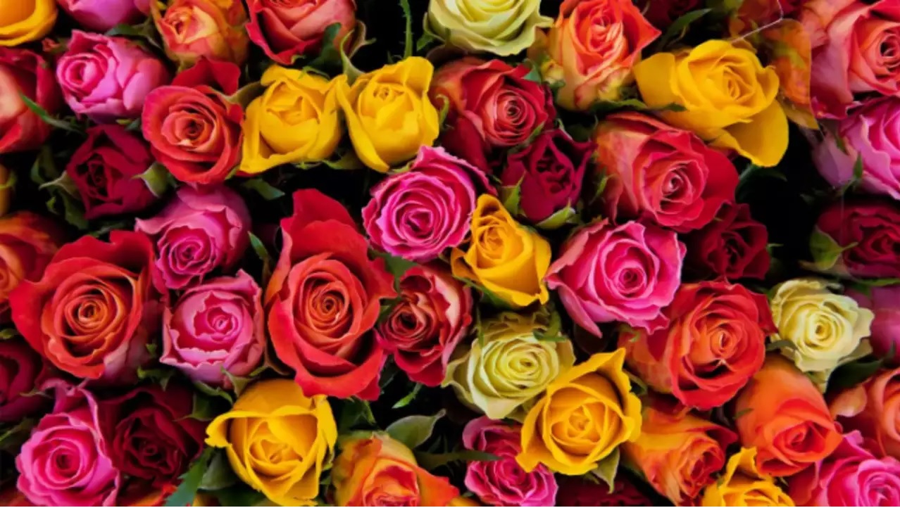 rose