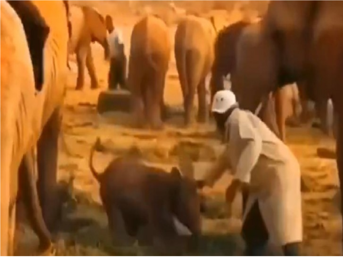 3RifzIBI elephant video