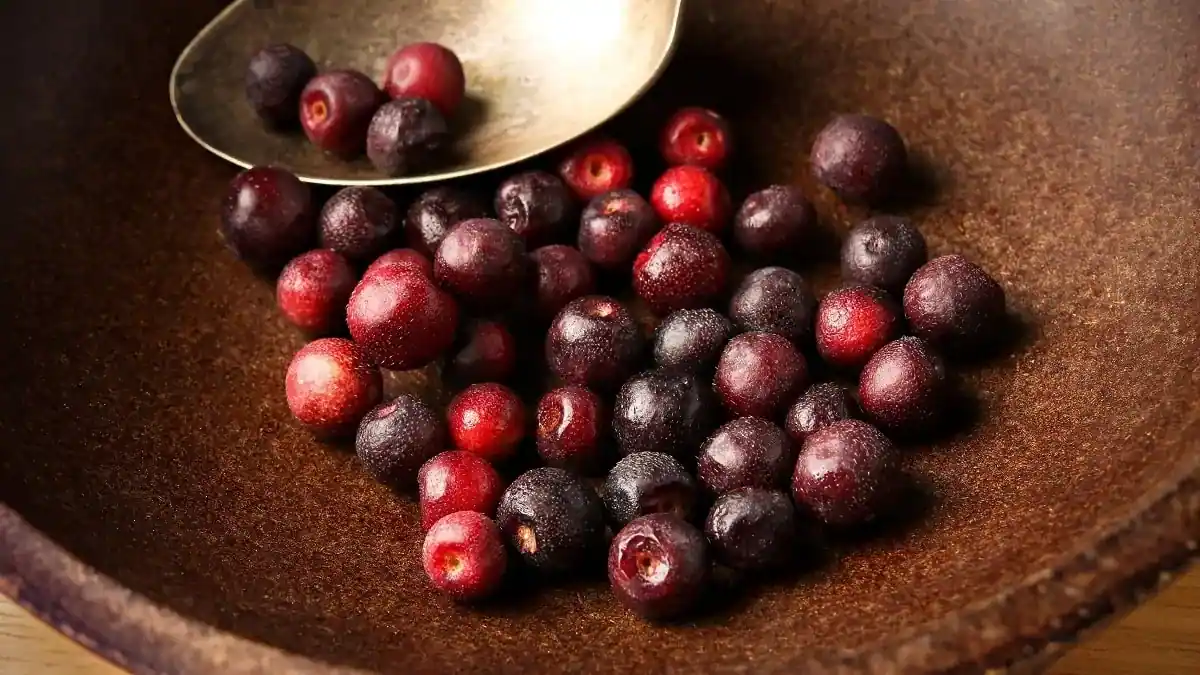 PHALSA.jp