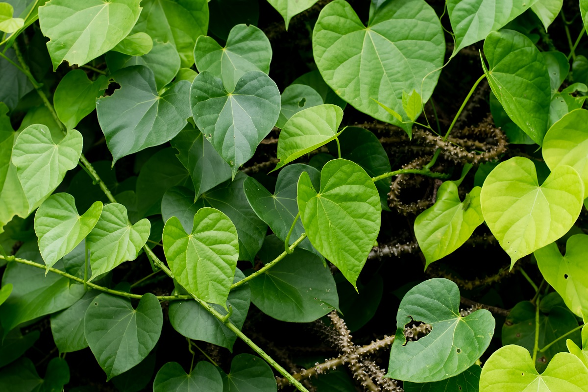 TINOSPORA