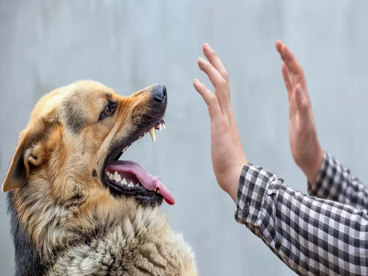 Dog Bite.1 Satya Day
