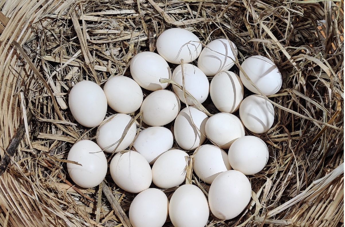 Egg Benefits
