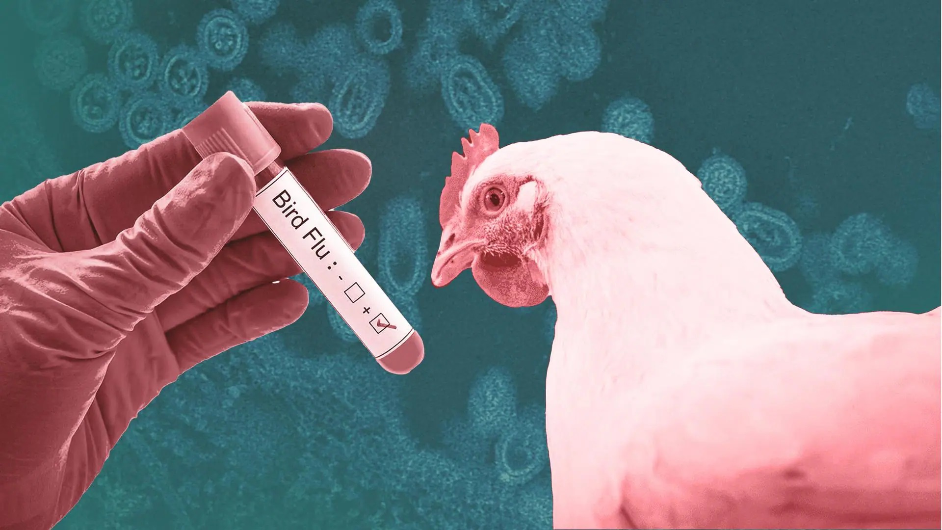 BIRD FLU.1