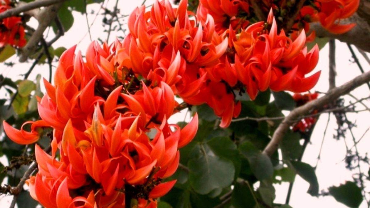 PALASH PHOOL.1 1