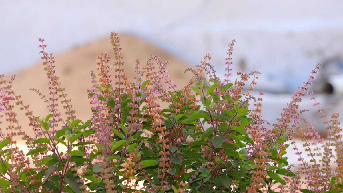 Tulsi
