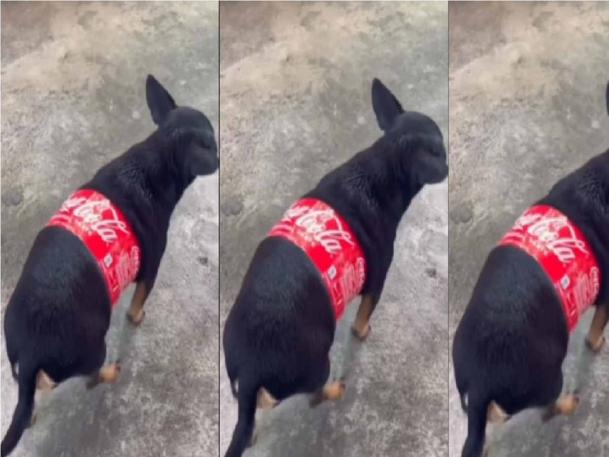 coca cola dog