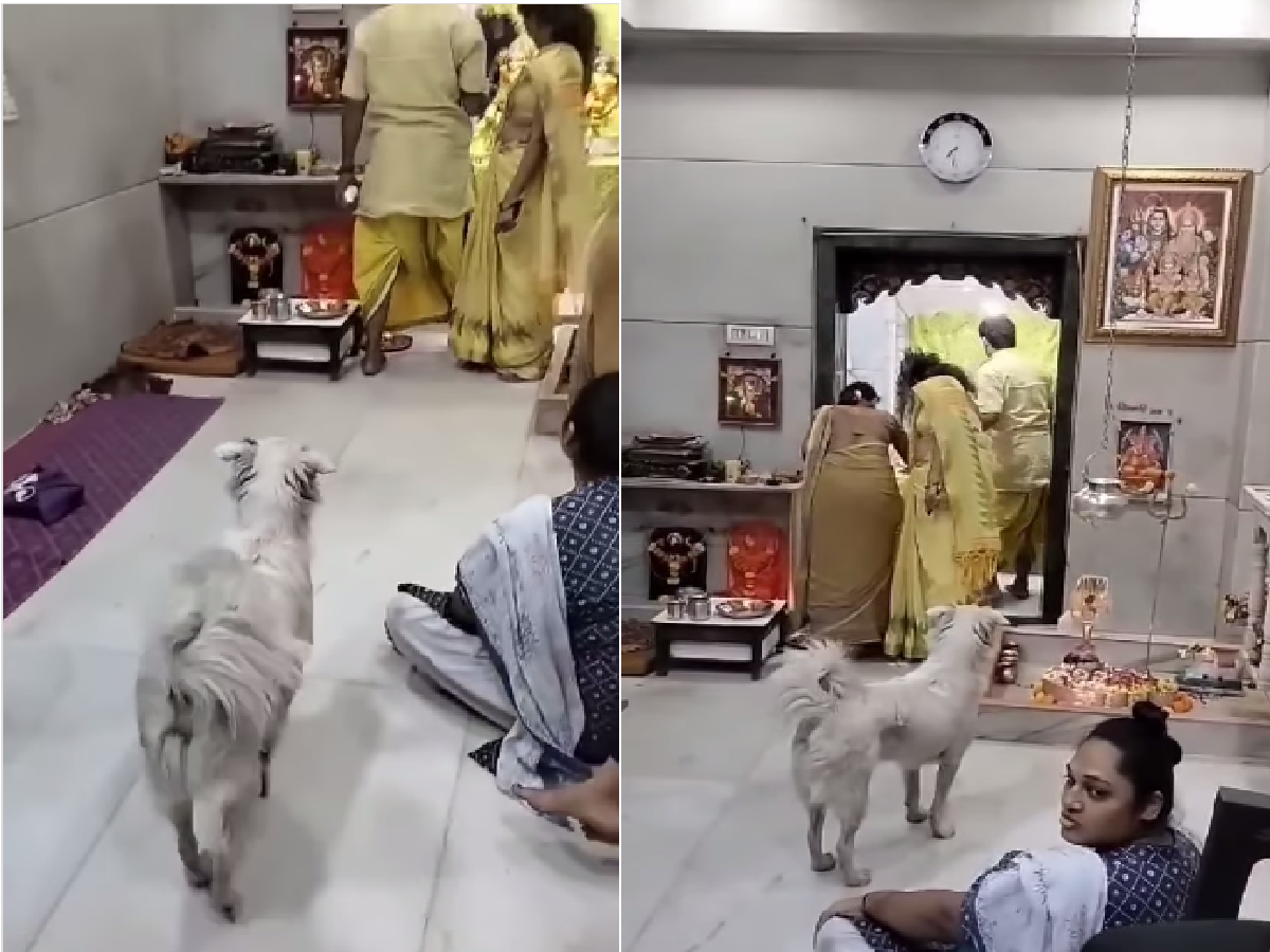 dog viral video