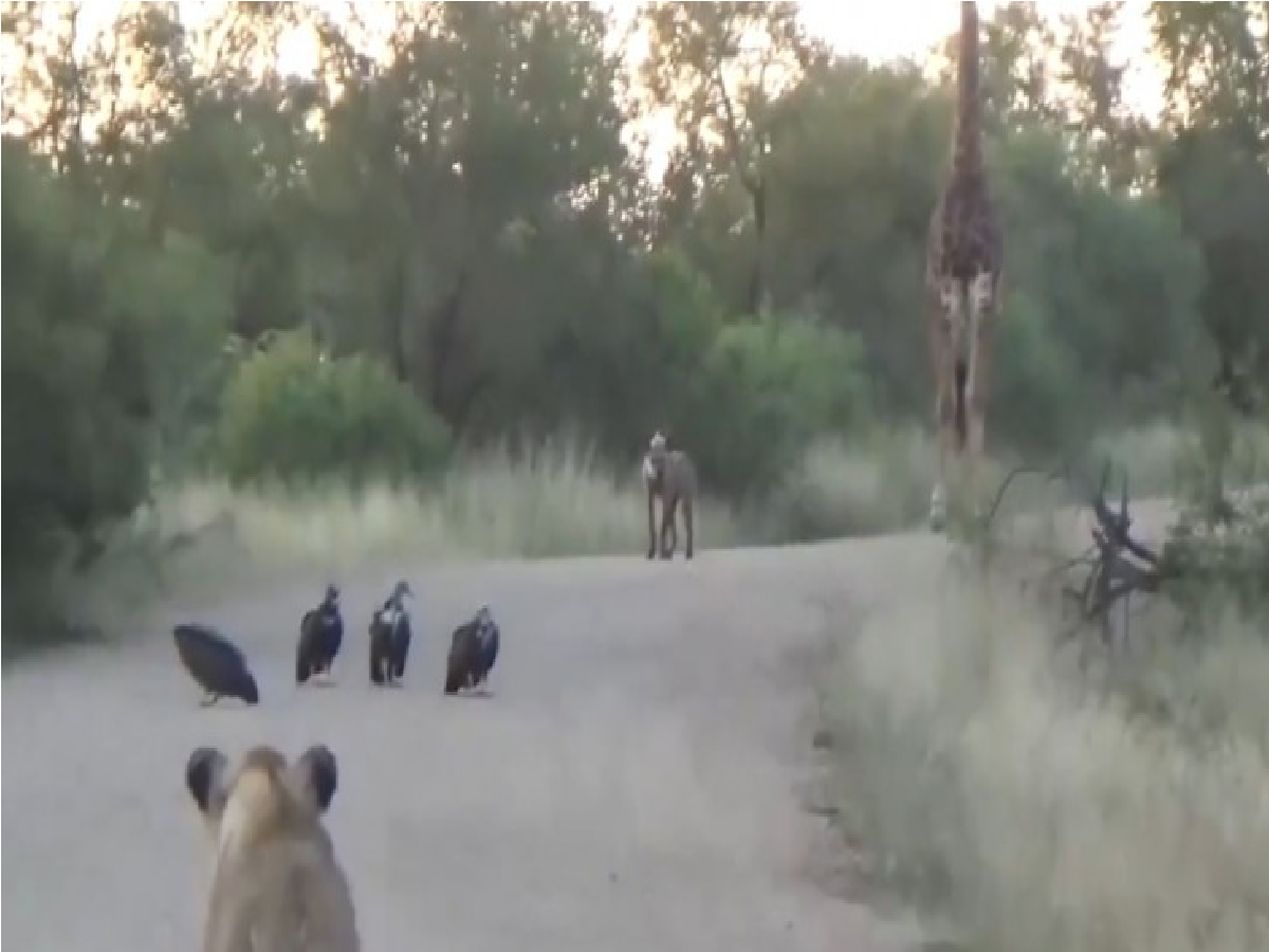 lion video