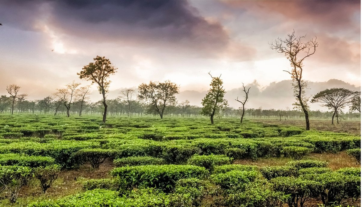 darjeeling 2