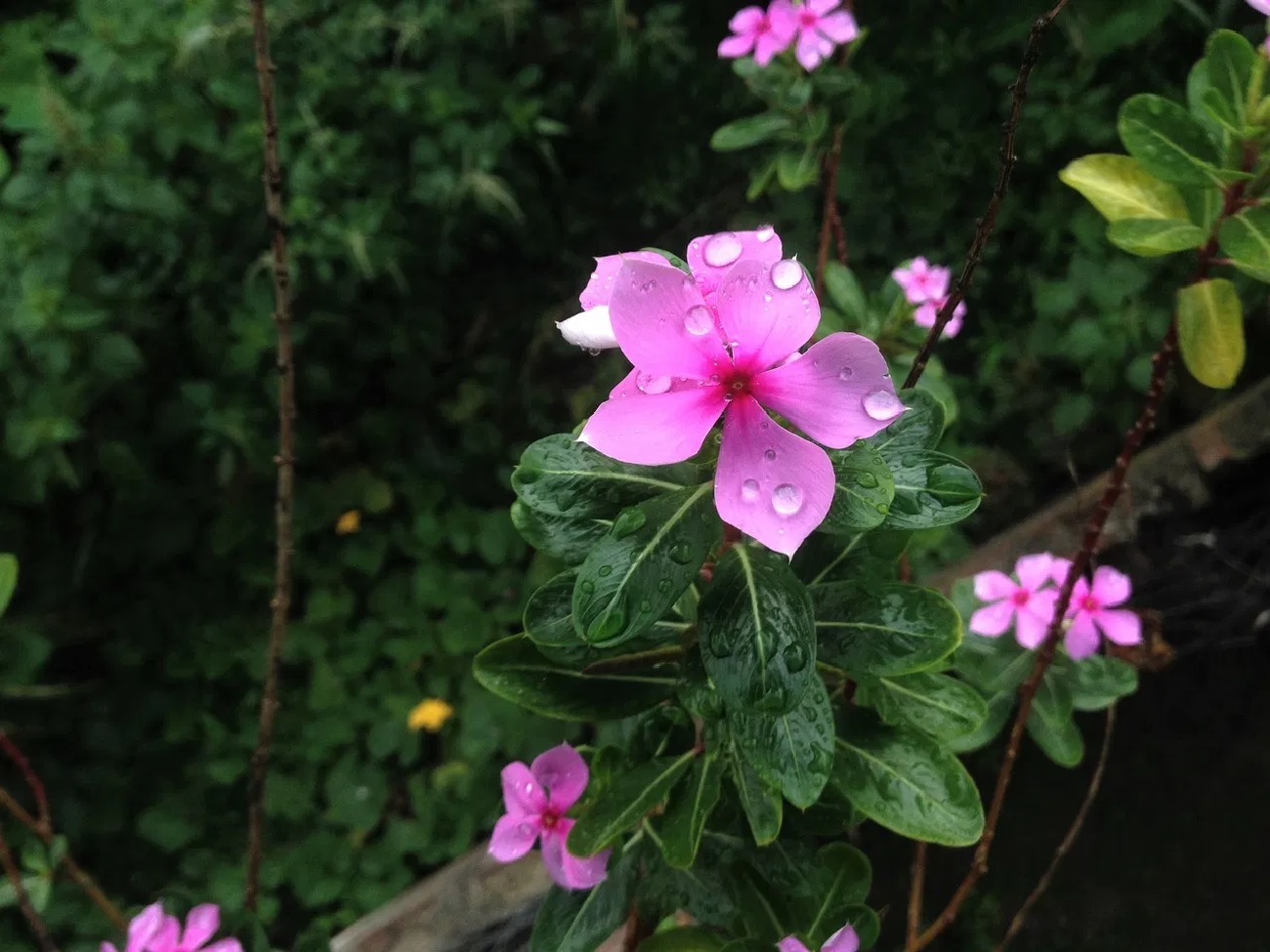 flower 2