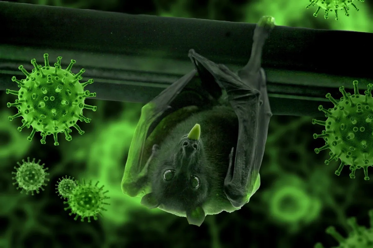nipah