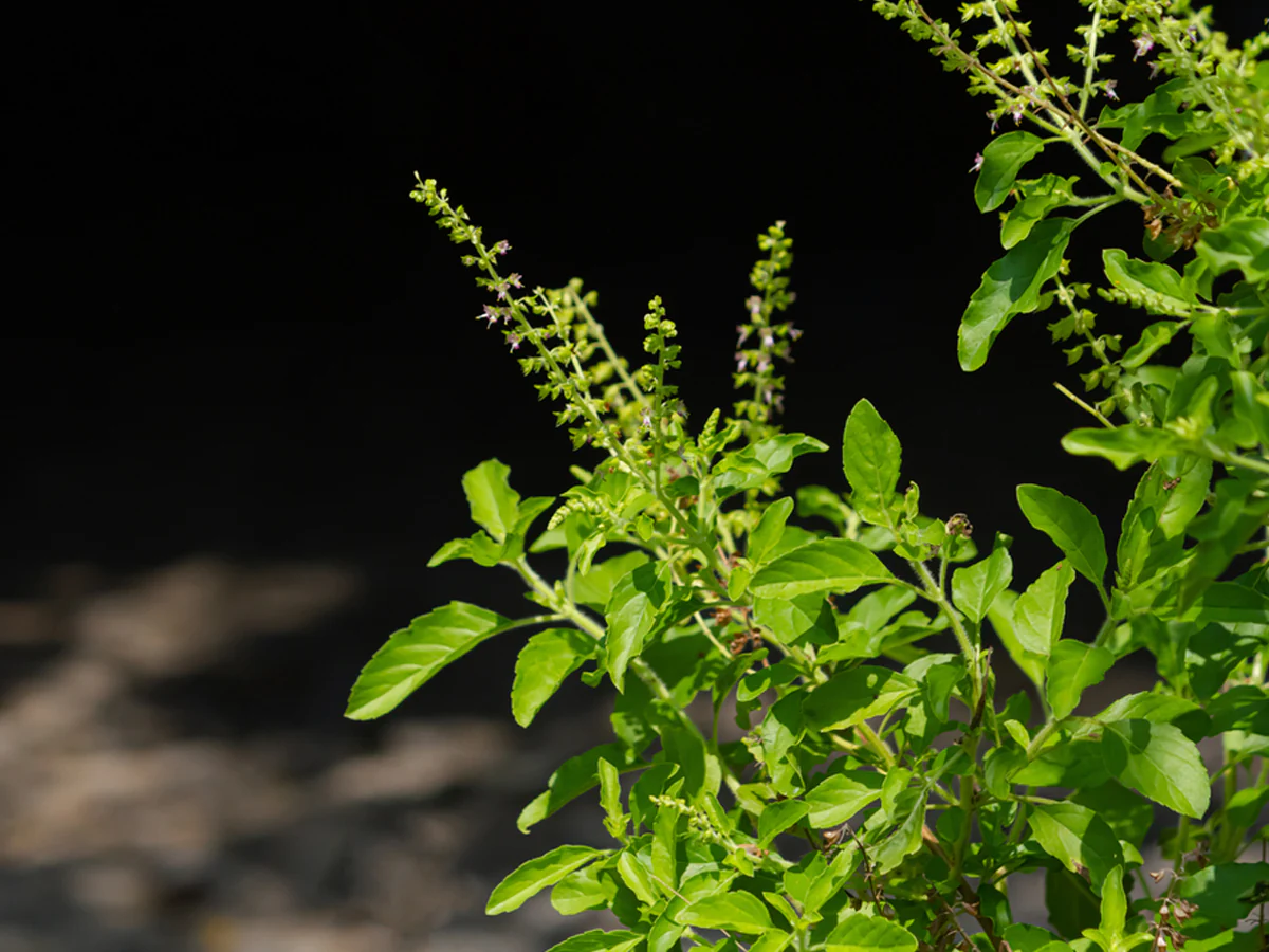 plant
