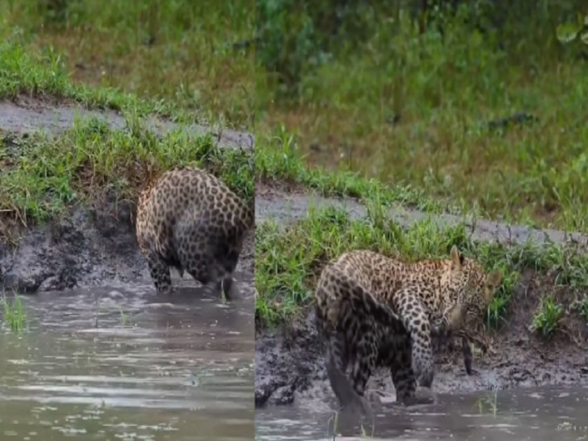 tiger video